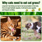 Freezed-Dried Cat Grass Treats, Catgrass Egg Yolk Duo Bites, Cat Dental Treats for Hairball Control and Healthy Coat, Cats Teething Stick (60g, EggYolk)