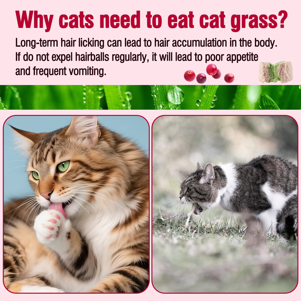 Freezed-Dried Cat Grass Treats, Catgrass Egg Yolk Duo Bites, Cat Dental Treats for Hairball Control and Healthy Coat, Cats Teething Stick (60g, EggYolk)