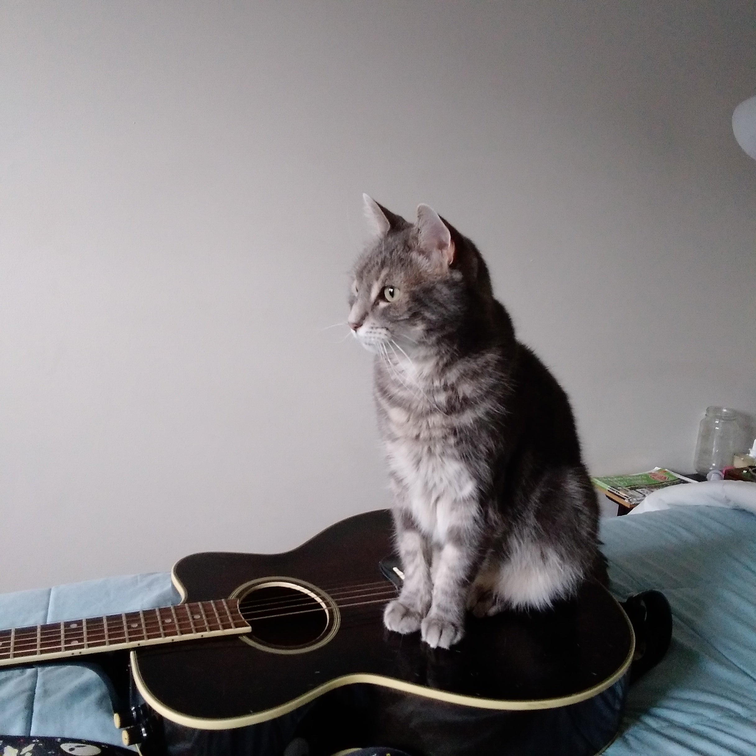 Cat sits on guitar